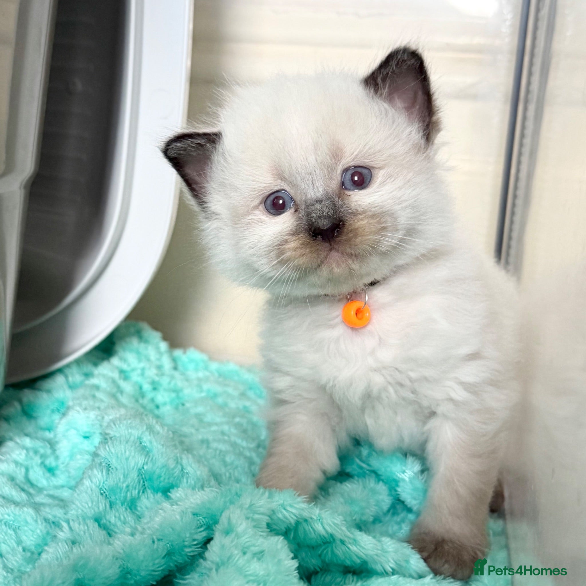 Ragdoll cats TICA Registered - 5 left - Advert 1
