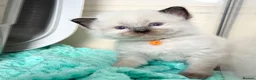 Ragdoll cats for sale: Beautiful TICA Registered Ragdoll Kittens - Advert 7