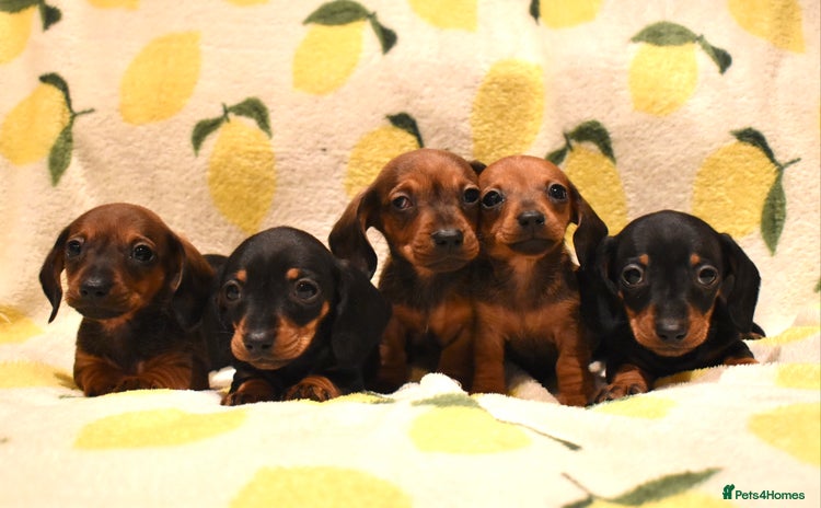 Miniature Dachshund dogs - Advert 12