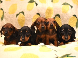 Miniature Dachshund dogs - Advert 1