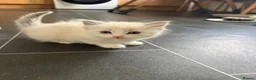 Ragdoll cats for sale: 2 Beautiful Female Ragdoll Kittens  - Advert 9