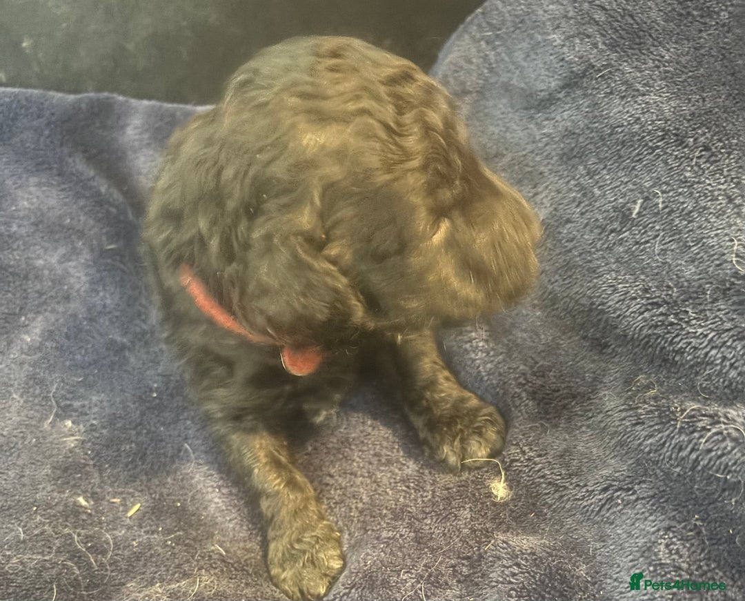 Standard Poodle dogs for sale: Kc registered standard poodle pups  - Image 9