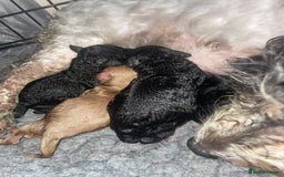 Maltipoo dogs for sale: F1B maltipoo - Image 5