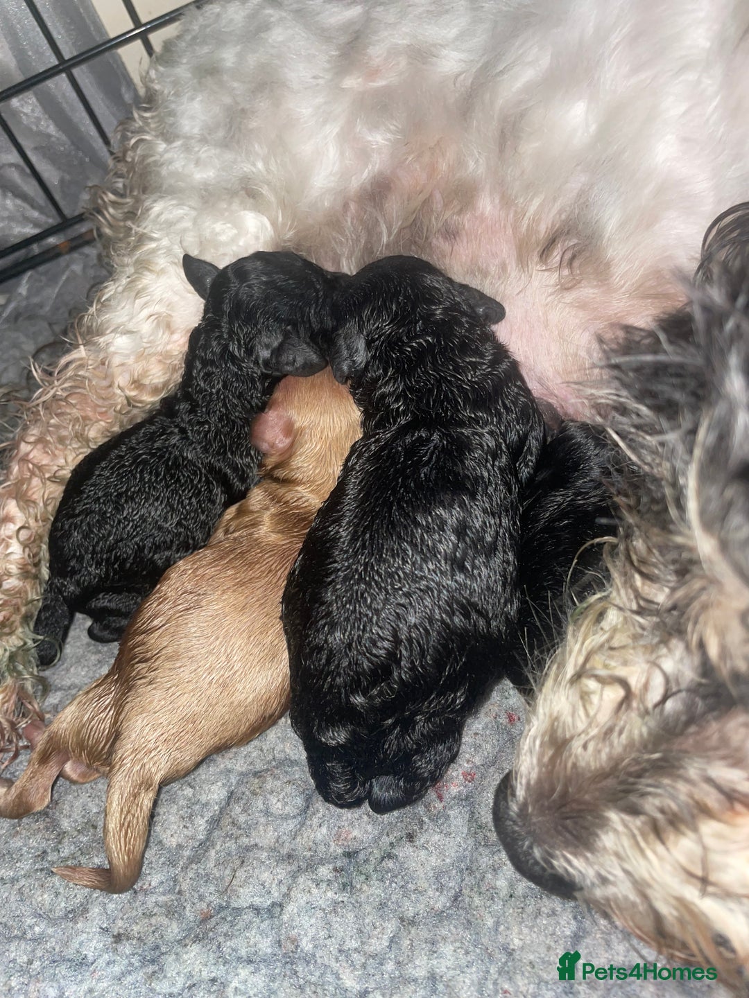 Maltipoo dogs for sale: F1B maltipoo - Image 5