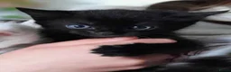 Mixed Breed cats for sale: Boy kittens  - Advert 4