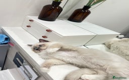 Ragdoll cats for sale: TICA RARE ENTIRE MALE! BLUE POINT MIT CHAMP BLOOD - Image 5