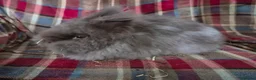Lionhead rabbits for sale: Beautiful double mane lionhead.  - Advert 3