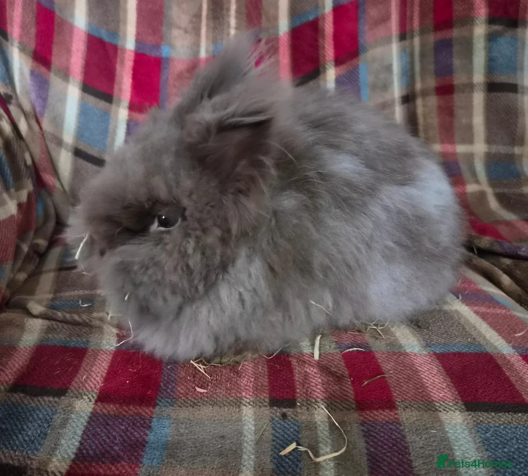 Lionhead rabbits for sale: Beautiful double mane lionhead.  - Advert 3
