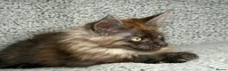Maine Coon cats for sale: GCCF Maine Coon Kittens.  - Advert 9