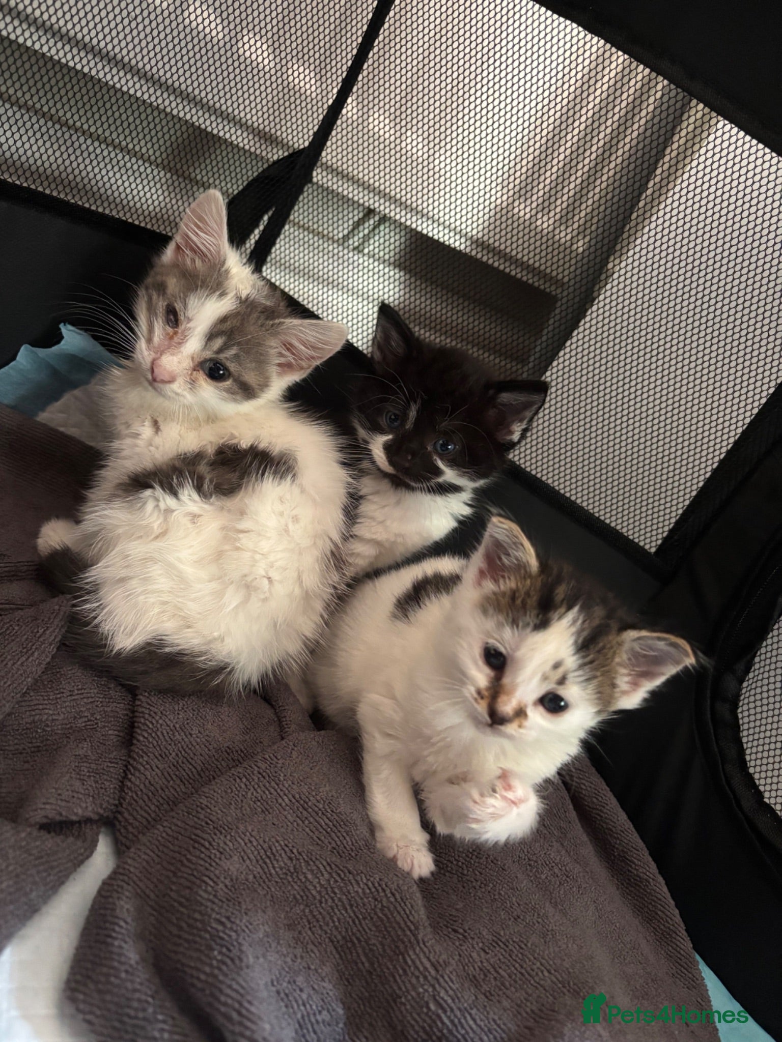 Mixed Breed cats KITTENS TO GOOD HOMES - Advert 8