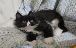Maine Coon cats for sale: Stunning GCCF Maine Coon babies - Image 6