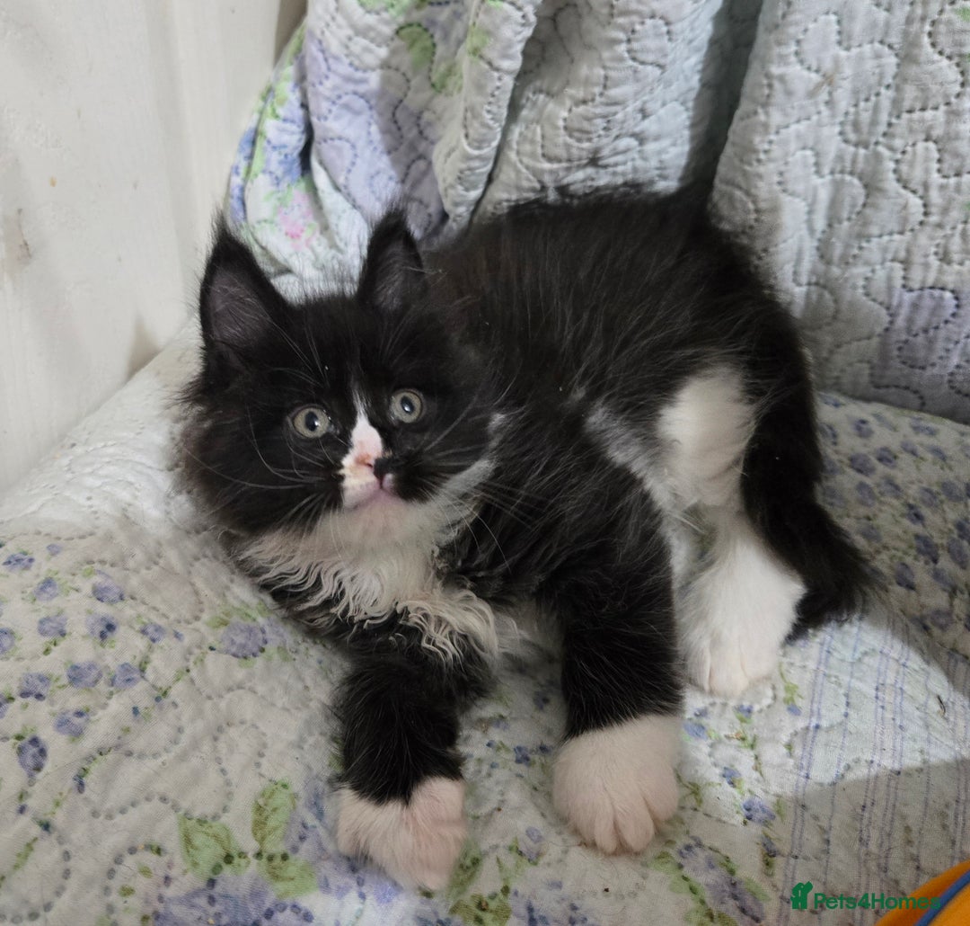 Maine Coon cats for sale: Stunning GCCF Maine Coon babies - Image 6