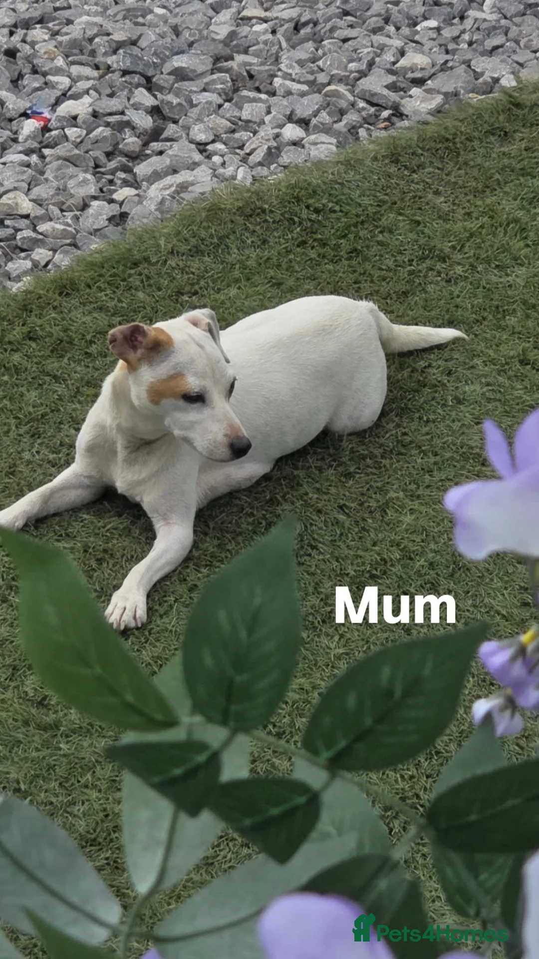 Mixed Breed dogs for sale: Jack russel x french bulldog puppies for sale - Advert 2