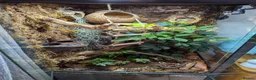 Gecko reptiles for sale: Crested gecko and enclosure  in Frodsham - Advert 4
