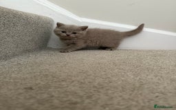 British Shorthair cats for sale: GCCF British Shorthair Kittens  excellent pedigree - Image 8