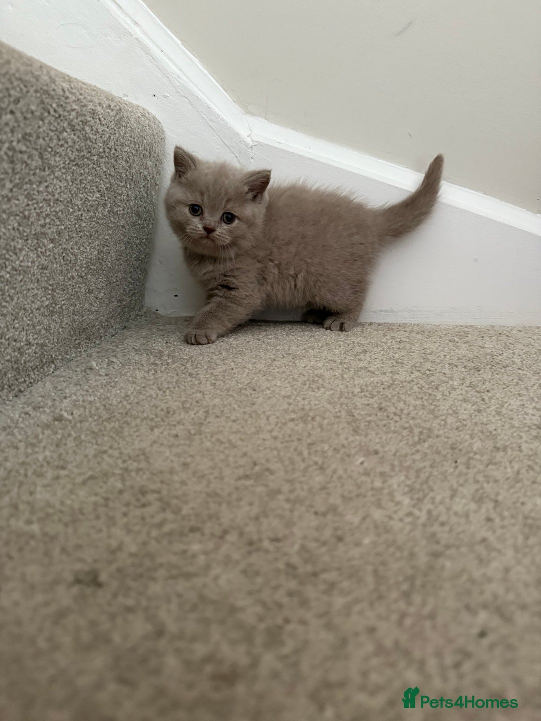British Shorthair cats for sale: GCCF British Shorthair Kittens  excellent pedigree - Image 8