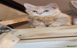 Maine Coon cats for sale: Pure Maine Coon kittens  - Image 5