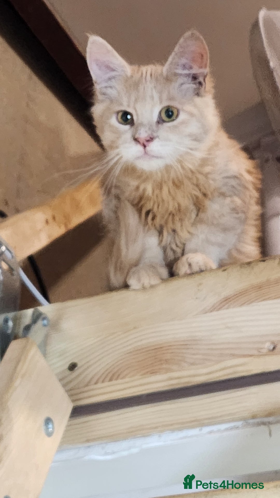 Maine Coon cats for sale: Pure Maine Coon kittens  - Image 5