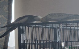Cockatiels birds for sale: Two Cockatiels With Big Cage & Toys - Image 1