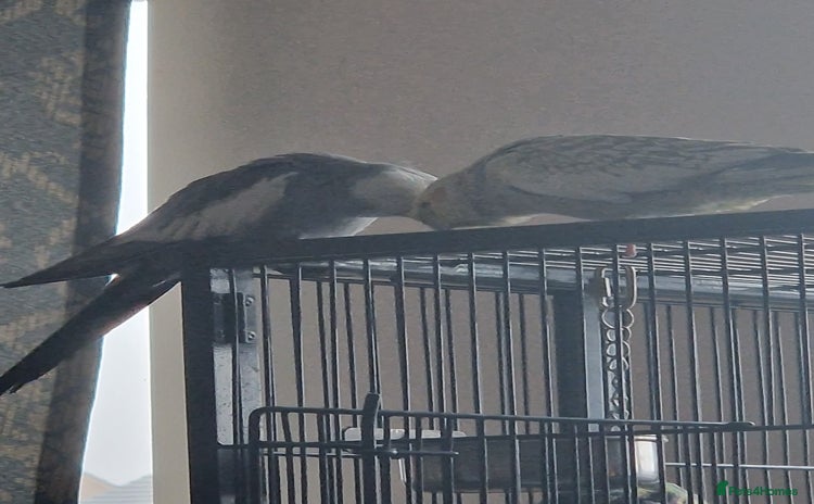Cockatiels birds - Advert 1