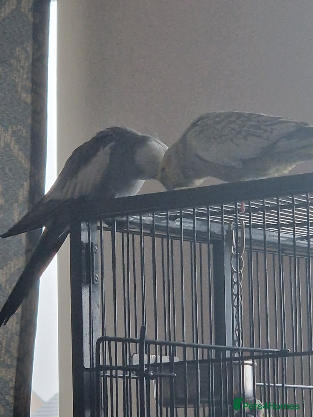 Cockatiels birds for sale: Two Cockatiels With Big Cage & Toys - Image 1