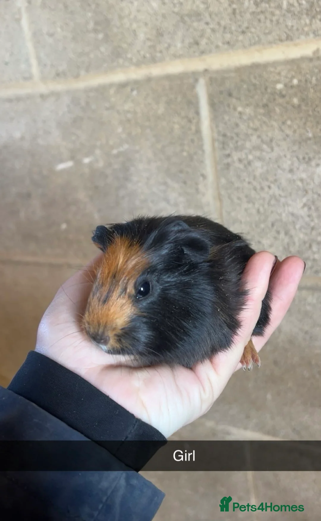 Guinea Pig rodents for sale: Lovely guinea pigs looking for their forever home  - Advert 2