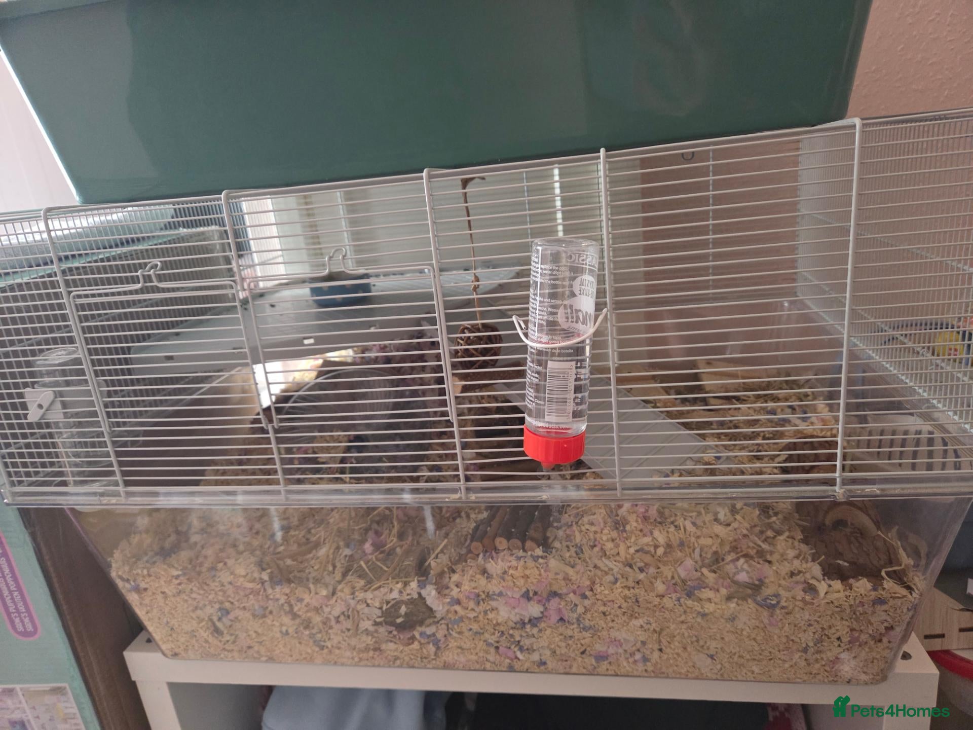 Hamster rodents for sale: Syrian hamster  - Advert 1