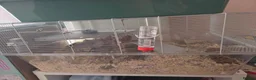Hamster rodents for sale: Syrian hamster  in Spalding - Advert 1