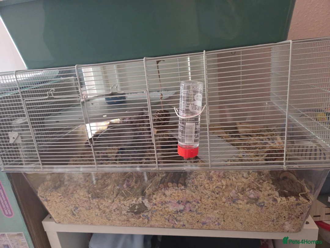 Hamster rodents for sale: Syrian hamster  in Spalding - Advert 1