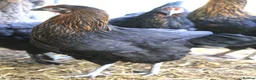 Chickens poultry for sale: Point of lay hybrid hens  - Advert 15