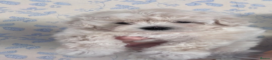 Maltipoo Puppy 1