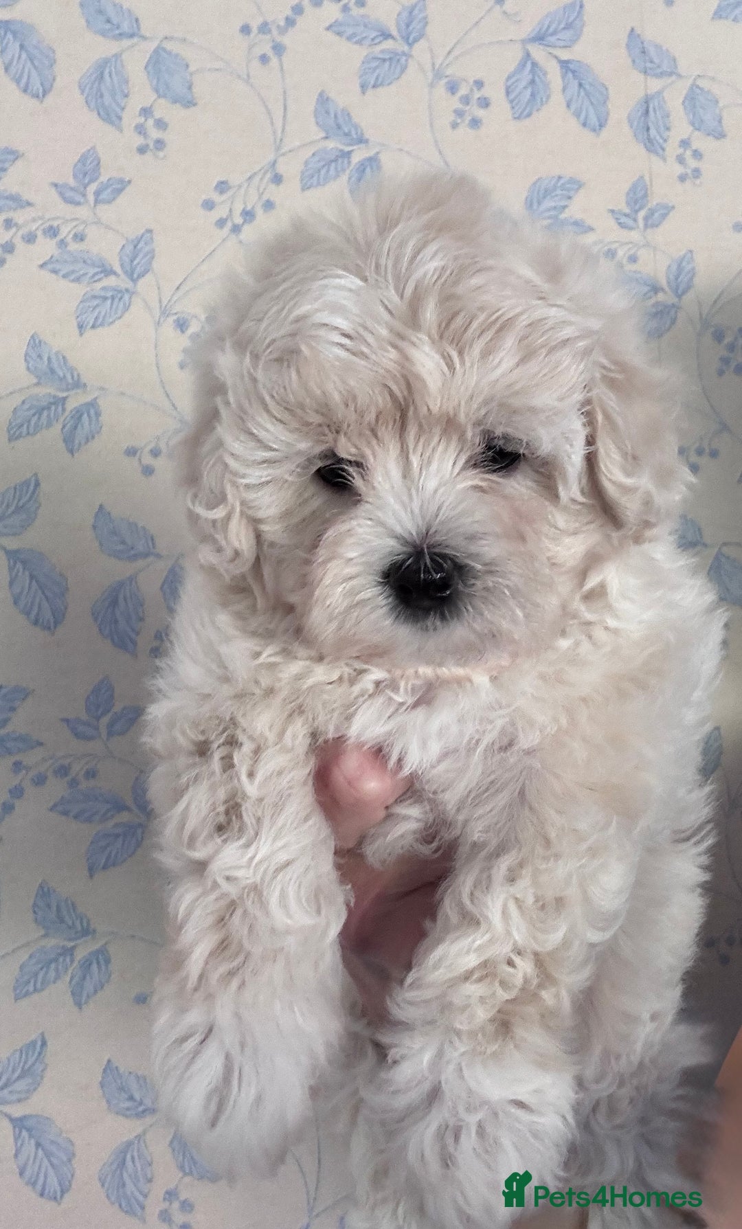 Maltipoo dogs for sale: 🐾 Maltipoo Puppies Raised With Love-DNA Clear  - Image 2
