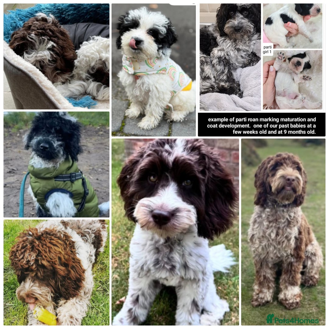 Cockapoo dogs for sale: F1 cockapoos. DNA Health Tested. Chocolate Parti - Advert 15