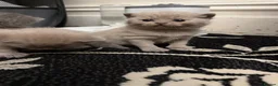 British Shorthair cats for sale: Lilac female British Shorthair  - Advert 3