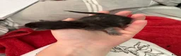 Persian cats for sale: Persian Kittens – 1 Male & 4 Females - Advert 11