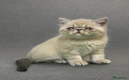 Persian cats for sale: ⭐️ Exceptional Persian x Exotic Kittens ⭐️ - Advert 4