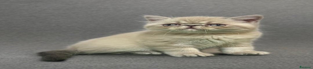 🩵 Kitten 2 Male Exotic Shorthair 🩵