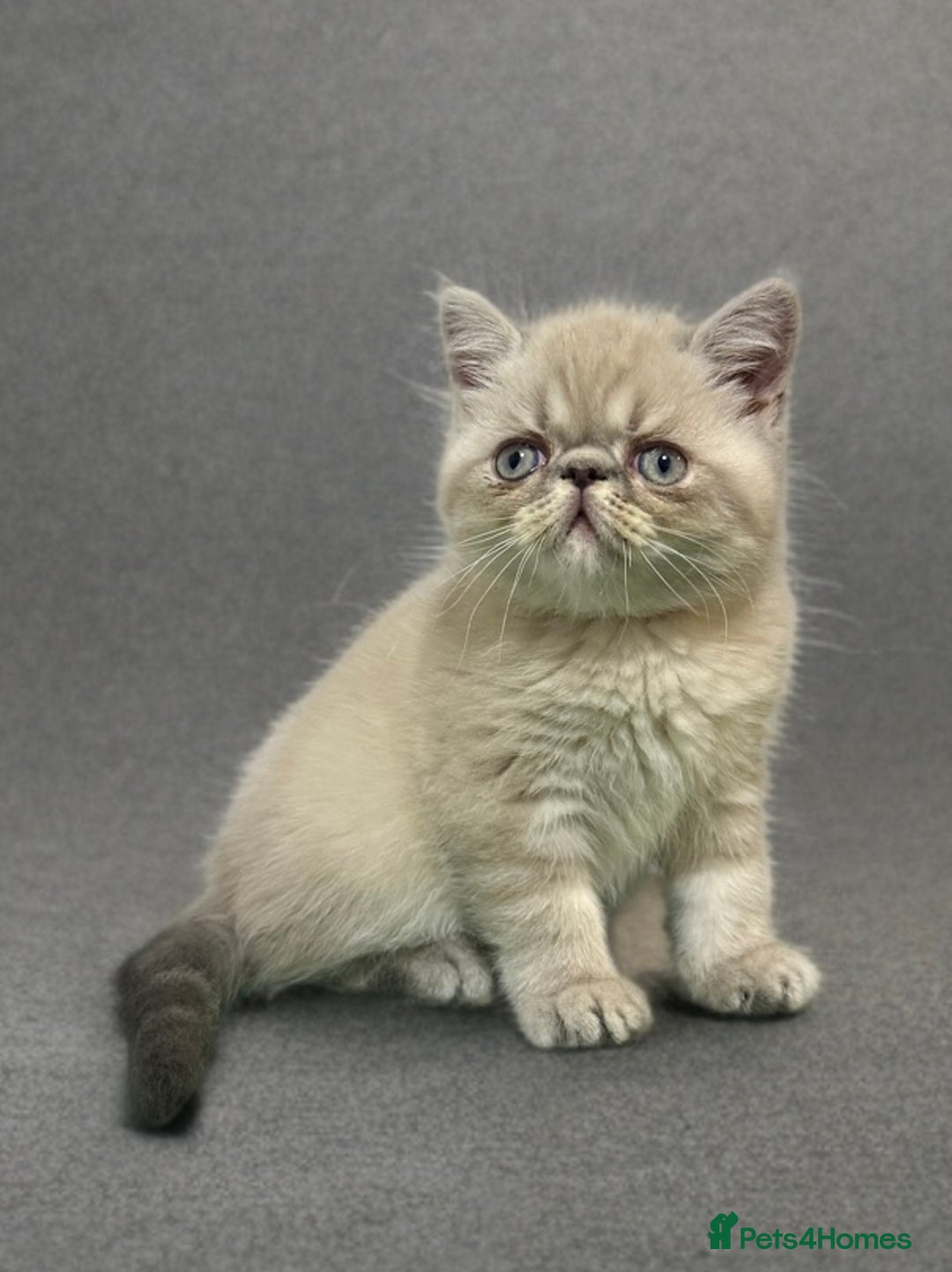 Persian cats for sale: ⭐️ Exceptional Persian x Exotic Kittens ⭐️ - Advert 4