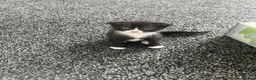 Scottish Fold cats for sale: 2 Scottish fold kittens in London - Advert 5