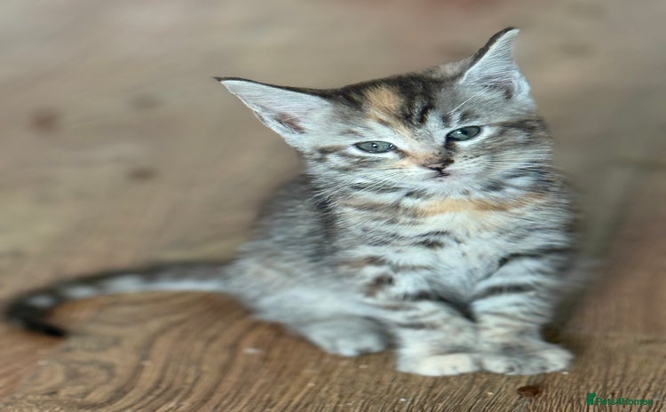 Maine Coon cats - Advert 1