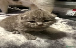 British Shorthair cats for sale: British shorthair kittens a rainbow of colours 😍 - Image 11