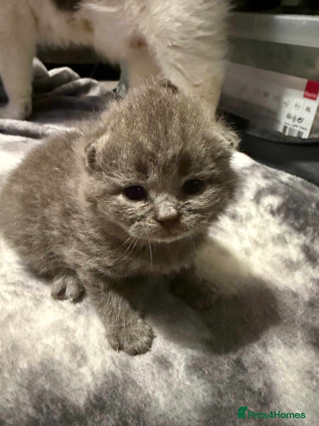 British Shorthair cats for sale: British shorthair kittens a rainbow of colours 😍 - Image 11