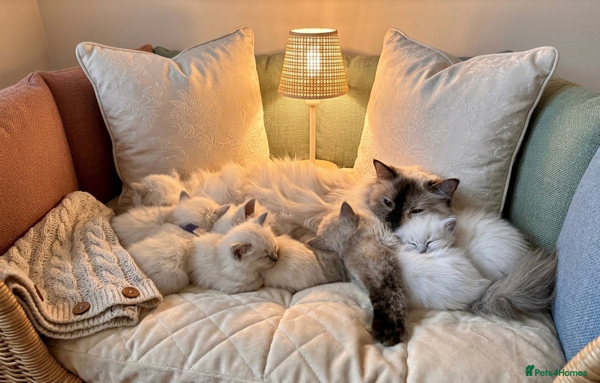 Ragdoll cats ✨ Beautiful Ragdoll Kittens – Ready to Meet You! ✨ - Advert 10
