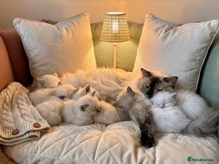Ragdoll cats ✨ Beautiful Ragdoll Kittens – Ready to Meet You! ✨ - Advert 16