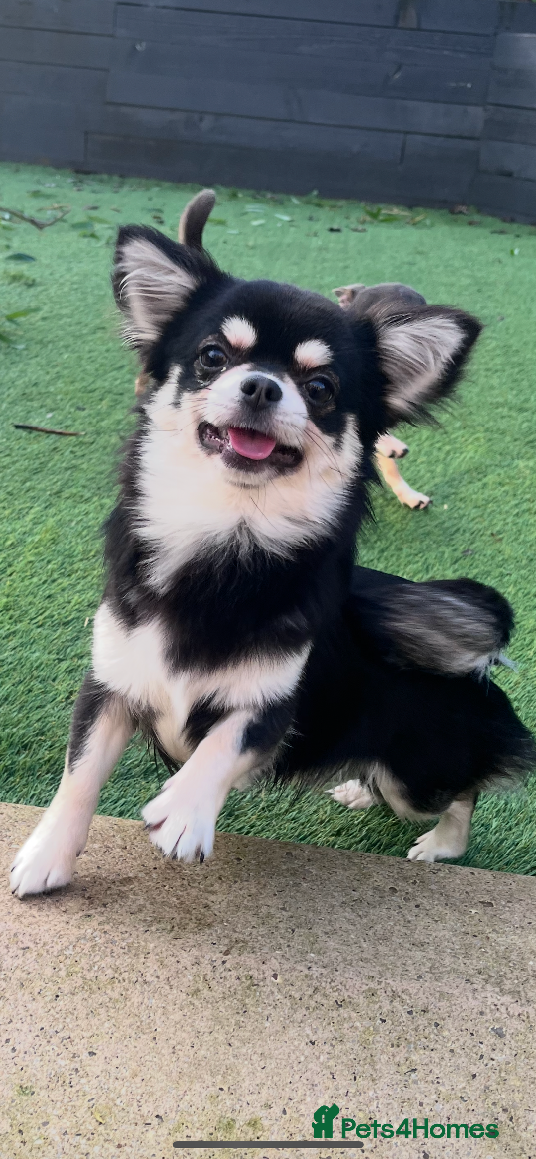 Chihuahua dogs for stud: Handsome long coat fluffy boy for stud  - Advert 2