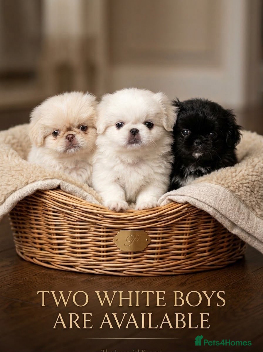 Pekingese dogs Pekingese (only boy left) - Advert 2