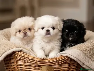Pekingese dogs Pekingese (only boy left) - Advert 2
