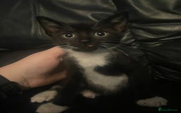 Mixed Breed cats for sale: beautiful kittens looking for loving forever homes - Image 6