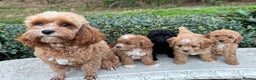 Toy Poodle dogs for sale: Toy poodles need a forever homes - Advert 9