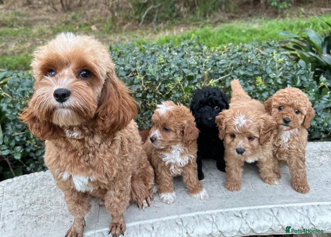 Toy Poodle dogs for sale: Toy poodles need a forever homes - Advert 9